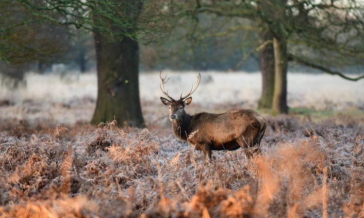 Deer in Bushy Park in winter